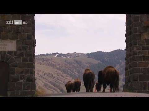 Doku Im Zauber der Wildnis - Yellowstone HD