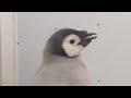 エンペラーペンギンの赤ちゃんの一日 2021.12.23 【アドベンチャーワールド】