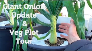 Allotment Diary : Greenhouse, Polytunnel & Giant Onion Update. A quick update from the vegetable growing this year so far. The 