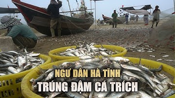 Trúng đậm cá trích, ngư dân Hà Tĩnh "bỏ túi" tiền triệu mỗi chuyến biển