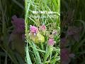 Purple dead nettle isn’t very cool.