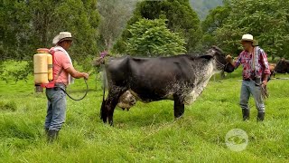 Alternativas sin químicos para el control de moscas y garrapatas en ganadería  La Finca de Hoy