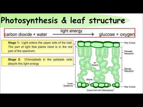 GCSE Science Daily Revision Task 111