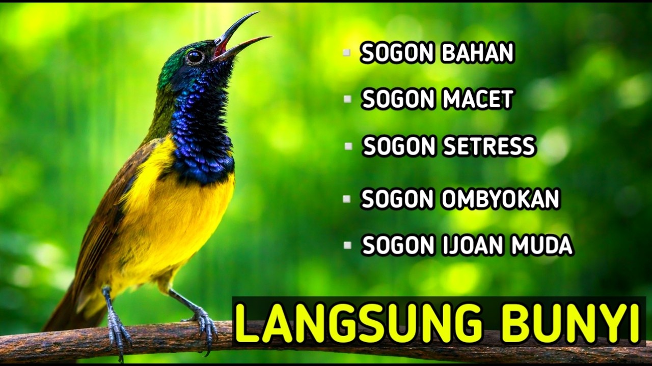 Langsung nyaut, pancingan SOGON bahan, SOGON bisu, sogon stress langsung nyaut
