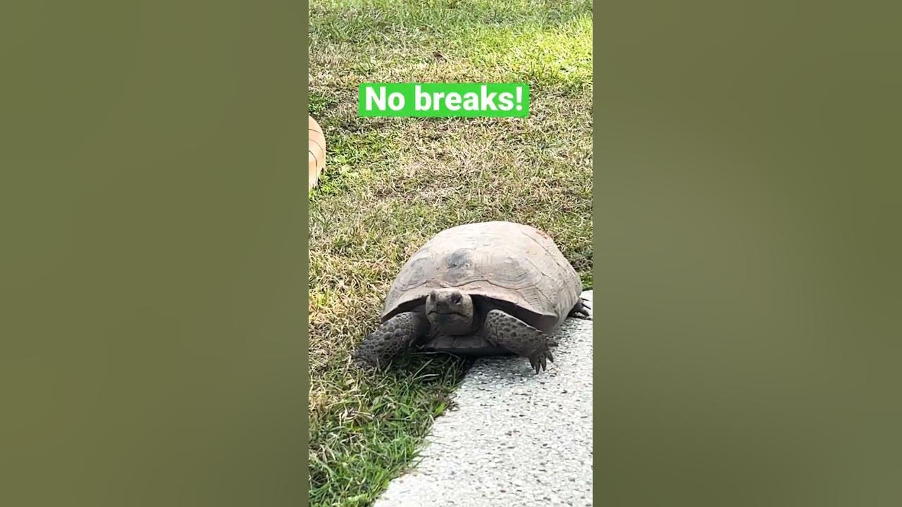 this-is-how-to-get-yard-work-done-on-florida-shorts-turtle