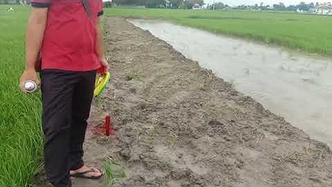 🔴( đất đã bán) bán đất lúa ấp 2b xã Tân ân cần đước long an.