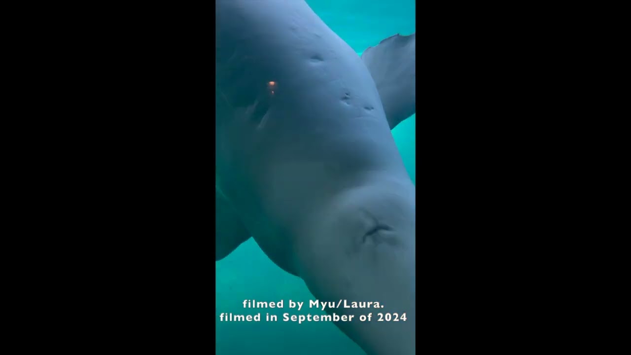 Beluga Whale uwv closeup at SeaWorld in San Diego