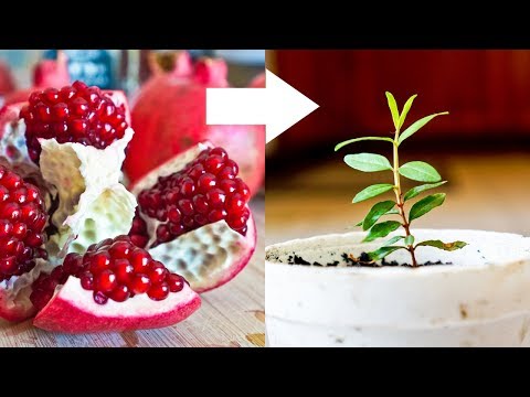 How to Grow Pomegranate Tree from