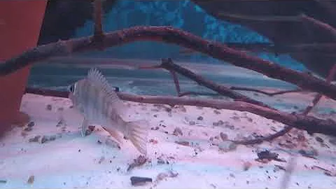 Como é que os peixes fazem cocô?
