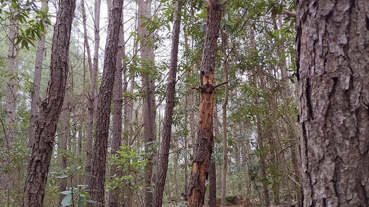 Peaceful Virginia Forrest