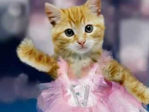 Crazy Kitty Ballet - Nutty Nutcracker, Act I!  XD