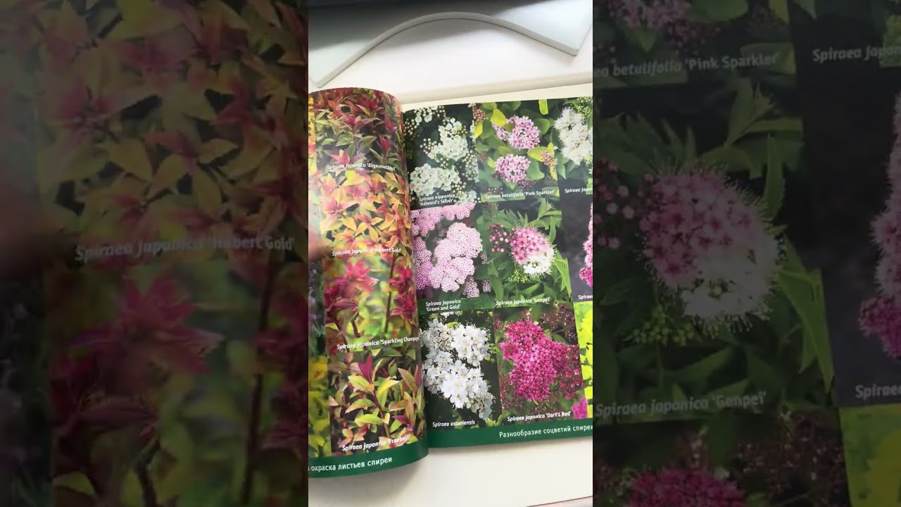 О спирее