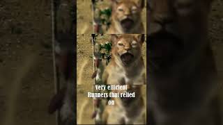 How The Terror Birds Were Dangerous! How The Terror Birds Were Dangerous!