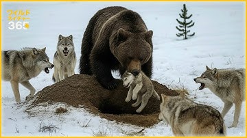 カメラに捉えられた史上最もクレイジーなグリズリーベアの攻撃 | 野生動物 #35