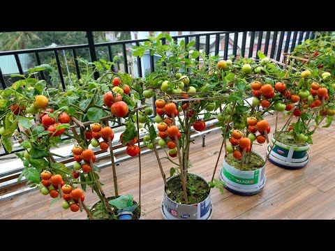 Growing Tomatoes on the balcony and the unexpected