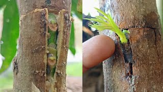 Tricks For Grafting Mango Tree In Banana