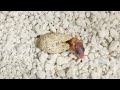 レオパの赤ちゃんが生まれる瞬間