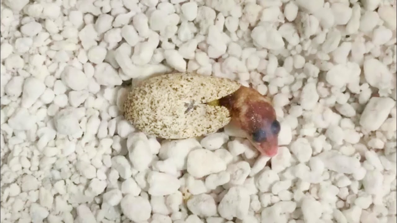 The Moment When A Baby Leopard Gecko Is Born Youtube