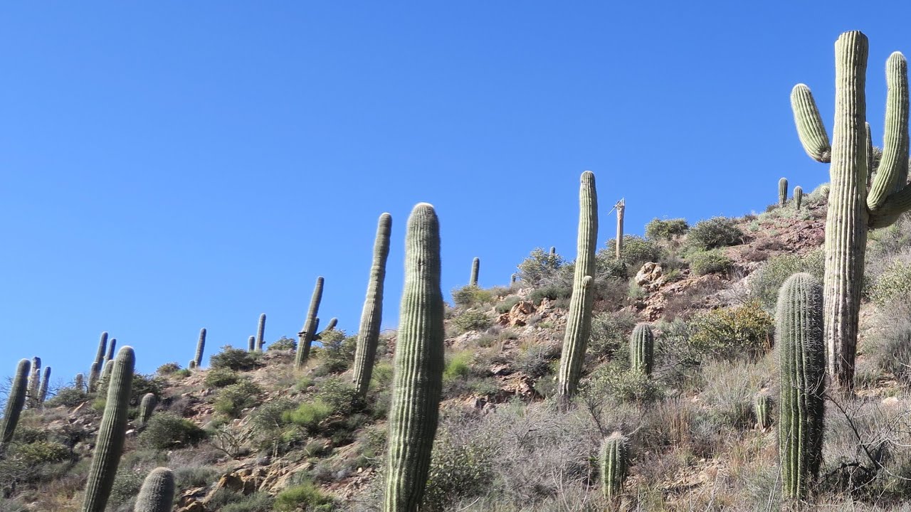 Metal Detecting For Gold Nuggets in the Bradshaw Mountains YouTube