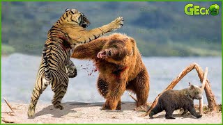 Tragic Moment When Giant Bear And Wild Animal Fight For Life Caught On Camera | Fighting Animals