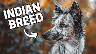 9 Exotic Indian Dog Breeds