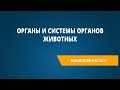 Органы и системы органов животных