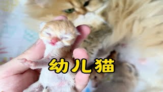 出生了4只小奶猫竟然有一只有瑕疵