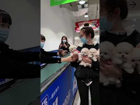 Kasha Mengpet Cutedog Cute Pets Vidio Puppy Cutedog Cute Dog Pets