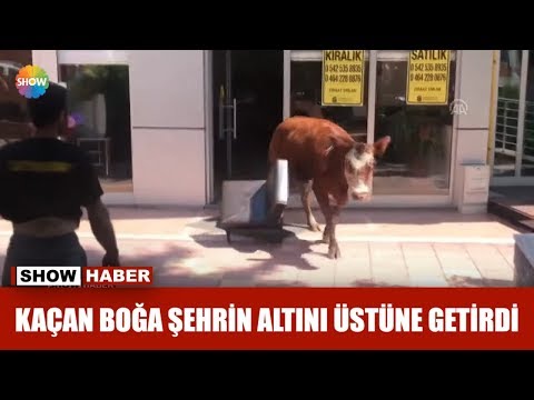 Kaçan boğa şehrin altını üstüne getirdi