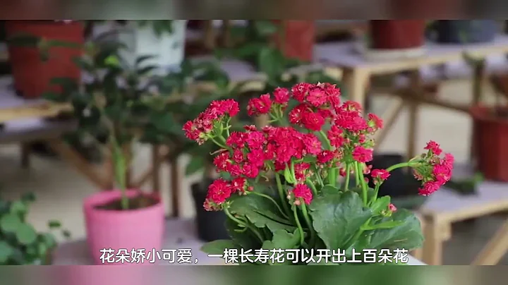 冬天就養4種花，開花鮮艷又「招財」，越養越順心 - 天天要聞