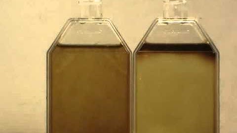 Heterosigma aggregating