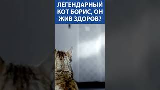 КУКЛАЧЕВ: про легендарного кота Борис из рекламы #shorts