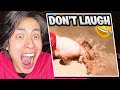 Worlds funniests on the internet try not to laugh  vujae reacts