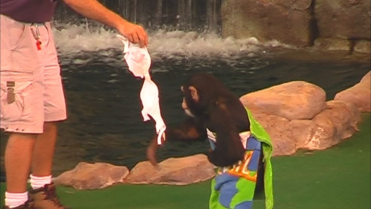 Animal Live Show at Universal Studios Orlando Florida YouTube