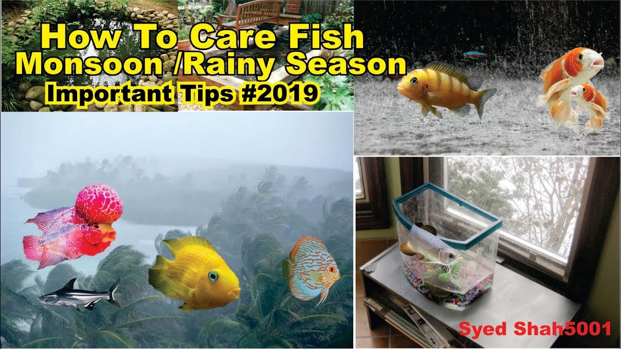 How To Care Aquarium Fish In Rainy Season Youtube