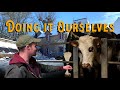 46 Dairy Cows To The Rescue - Doing It Ourselves