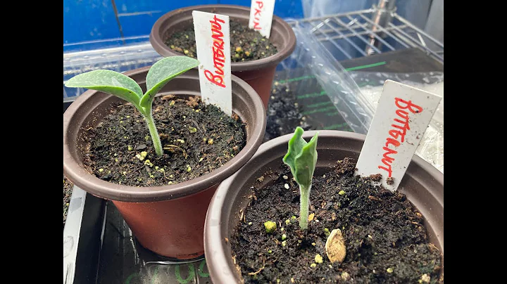 Germinating Seeds w Paper towel - 2 Minute Garden Tips