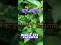 Beautiful Capsicum annum fruiting stage in my rooftop garden#shortvideo#fruits and flowers#capsicum