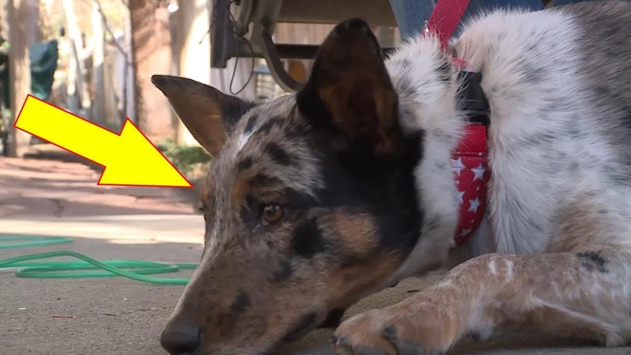 You Won’t Believe What This Dog Actually Did To Prove Her Love For Her