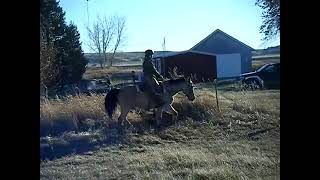 Training Our Buckskin At My Montana Ranch