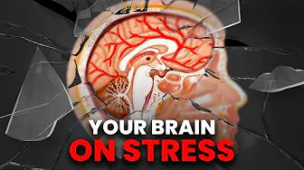How Your Stress Is Silently Destroying Your Health | Part 2