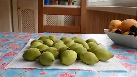 Деревья целители-Маньчжурский-Грецкий орех