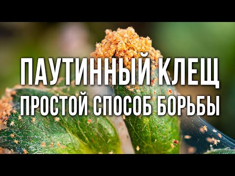 Паутинный клещ на огурцах. Как избавиться от паутинного клеща. Эффективные средства и методы борьбы.