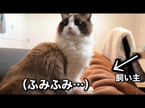 寝ぼけながら飼い主のお腹をふみふみするラグドール猫が可愛すぎるw w w