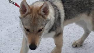 Чешский влчак. Собака волк. Начало дрессировки, щенку 3 месяца  dog wolf training