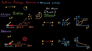 Network motifs: simple activation and self-edges