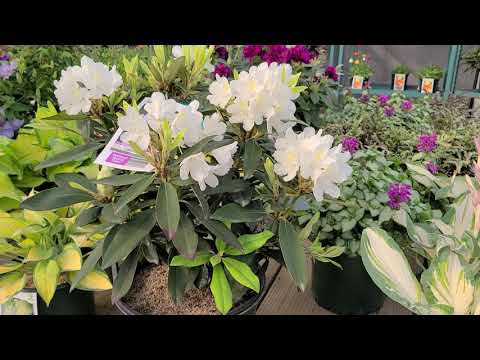 Video: Rhododendron Para sa Zone 5: Pagpili ng Hardy Rhododendron Varieties