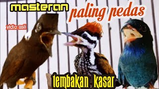 MASTERAN PALING PEDAS || cililin vs pelatuk bawang vs Tengkek Buto ( berjedah )