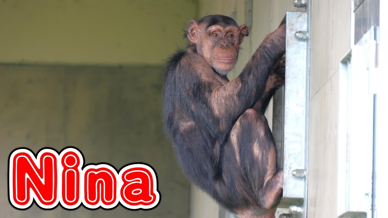 傷だらけの天使 ニナちゃん（Wounded Angel Nina-chan）　旭山動物園　チンパンジー　202306