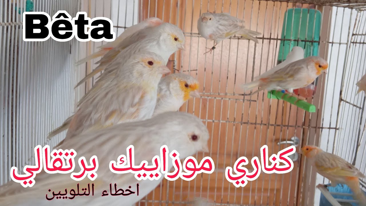 مشاكل تلوين طيور كناري الموزاييك - باتي غير الأبيض و صبغة غير الحمراء تعطي نتيجة سيئة 